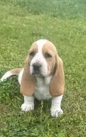 Laney, a female Basset Hound for sale in Milo, MO – Photo 7 of 10