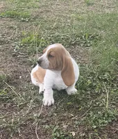 Laney, a female Basset Hound for sale in Milo, MO – Photo 10 of 10