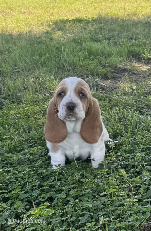 Maisie – Basset Hound puppy for sale in Milo, MO