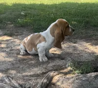 Hardy, a male Basset Hound for sale in Milo, MO – 6 of 10
