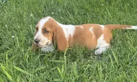 Maisie, a female Basset Hound for sale in Milo, MO – 4 of 8