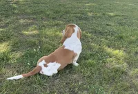 Laney, a female Basset Hound for sale in Milo, MO – 10 of 10