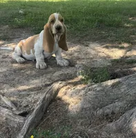 Hardy, a male Basset Hound for sale in Milo, MO – 10 of 10