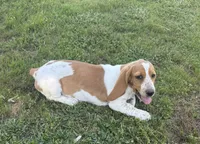 Laney, a female Basset Hound for sale in Milo, MO – 9 of 10
