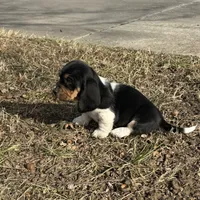 Trixie, a female Basset Hound for sale in Milo, MO – Photo 10 of 10