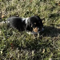 Trixie, a female Basset Hound for sale in Milo, MO – Photo 7 of 10