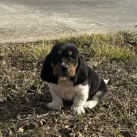 Trixie, a female Basset Hound for sale in Milo, MO – Photo 9 of 10