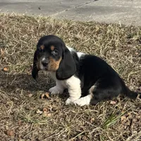 Trixie, a female Basset Hound for sale in Milo, MO – Photo 1 of 10