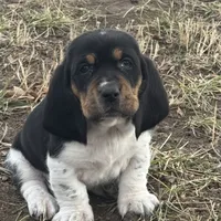 Trixie, a female Basset Hound for sale in Milo, MO – Photo 5 of 10