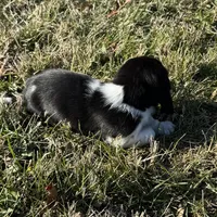 Trixie, a female Basset Hound for sale in Milo, MO – Photo 3 of 10