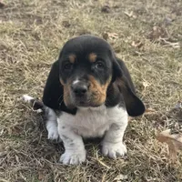 Trixie, a female Basset Hound for sale in Milo, MO – Photo 2 of 10