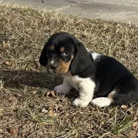Trixie, a female Basset Hound for sale in Milo, MO – Photo 6 of 10