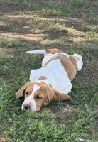 Laney, a female Basset Hound for sale in Milo, MO – 6 of 10