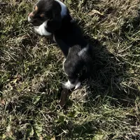 Loretta, a female Basset Hound for sale in Milo, MO – Photo 6 of 6