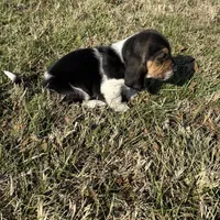 Loretta, a female Basset Hound for sale in Milo, MO – Photo 1 of 6