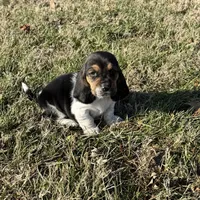Loretta, a female Basset Hound for sale in Milo, MO – Photo 2 of 6