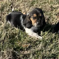 Loretta, a female Basset Hound for sale in Milo, MO – Photo 3 of 6