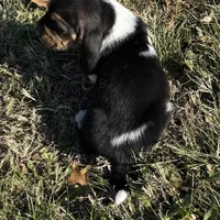 Loretta, a female Basset Hound for sale in Milo, MO – Photo 5 of 6