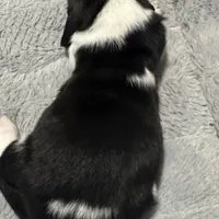 Loretta, a female Basset Hound for sale in Milo, MO – Photo 4 of 6