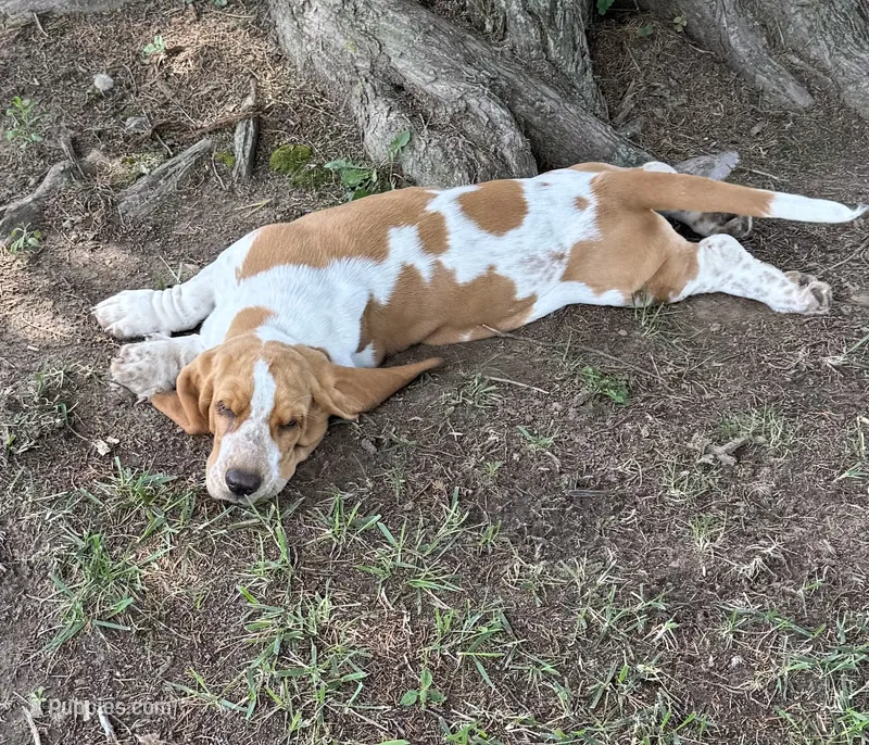 Hardy – Basset Hound puppy for sale in Milo, MO
