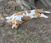 Hardy, a male Basset Hound for sale in Milo, MO – 1 of 10