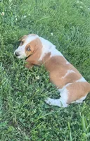 Maisie, a female Basset Hound for sale in Milo, MO – 6 of 8
