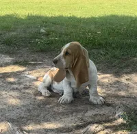 Hardy, a male Basset Hound for sale in Milo, MO – 5 of 10