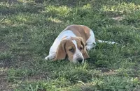 Laney, a female Basset Hound for sale in Milo, MO – 5 of 10