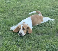 Laney, a female Basset Hound for sale in Milo, MO – 7 of 10