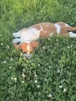 Maisie, a female Basset Hound for sale in Milo, MO – 8 of 8