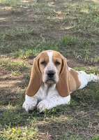 Laney, a female Basset Hound for sale in Milo, MO – 1 of 10
