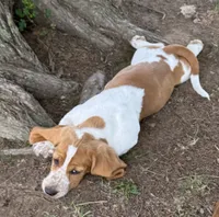 Laney, a female Basset Hound for sale in Milo, MO – 3 of 10