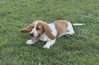 Laney, a female Basset Hound for sale in Milo, MO – 8 of 10