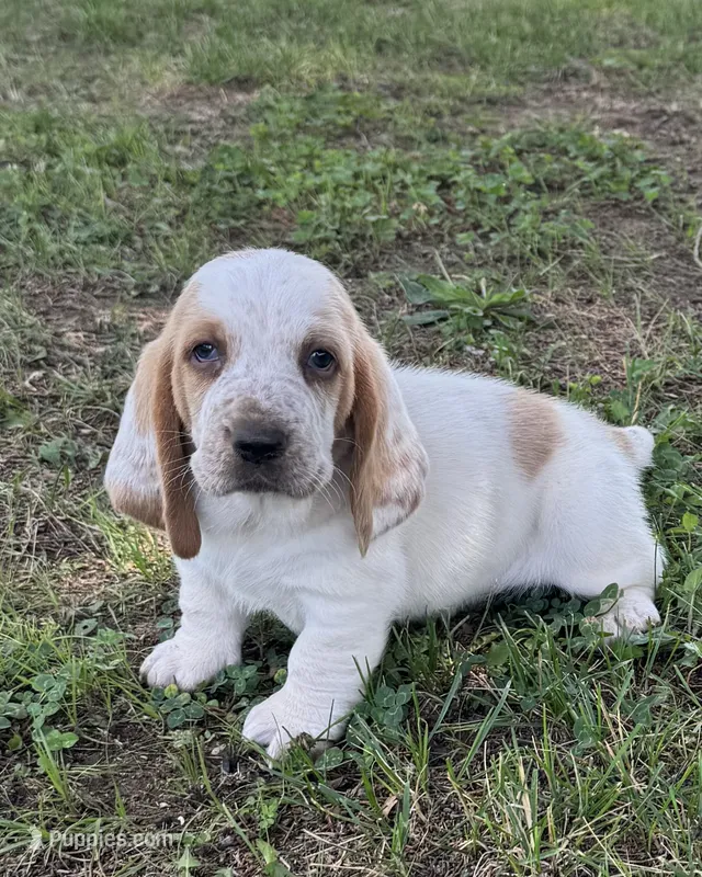 Boone – Basset Hound puppy for sale in Milo, MO