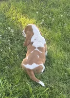 Maisie, a female Basset Hound for sale in Milo, MO – 3 of 8
