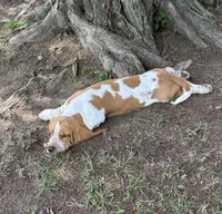 Hardy, a male Basset Hound for sale in Milo, MO – 3 of 10