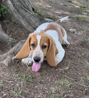 Laney, a female Basset Hound for sale in Milo, MO – 2 of 10