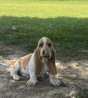 Hardy, a male Basset Hound for sale in Milo, MO – 4 of 10