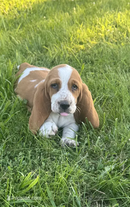 Maisie – Basset Hound puppy for sale in Milo, MO