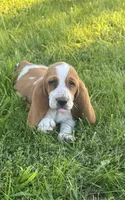 Maisie, a female Basset Hound for sale in Milo, MO – 1 of 8