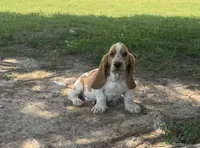 Hardy, a male Basset Hound for sale in Milo, MO – 9 of 10