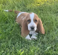 Maisie, a female Basset Hound for sale in Milo, MO – 2 of 8