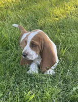 Maisie, a female Basset Hound for sale in Milo, MO – 5 of 8