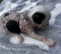 Thl spotted boy, a male Chinese Crested for sale in Rockvale, TN – 5 of 7