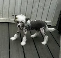 Hhl boy, a male Chinese Crested for sale in Rockvale, TN – 6 of 6