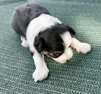 Tri puff boy, a male Chinese Crested for sale in Rockvale, TN – 2 of 4