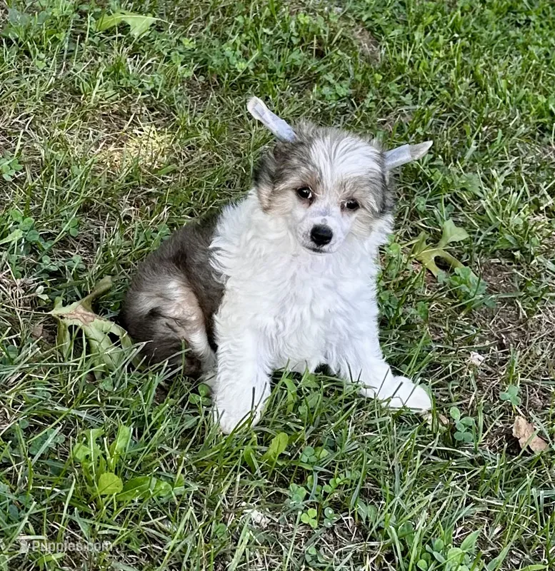 Sable & white boy  – Chinese Crested puppy for sale in Rockvale, TN
