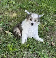 Sable & white boy , a male Chinese Crested for sale in Rockvale, TN – 1 of 8