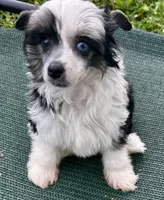 Tri female w/blue eye , a female Chinese Crested for sale in Rockvale, TN – 7 of 7