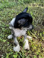 Hhl boy , a male Chinese Crested for sale in Rockvale, TN – 6 of 9